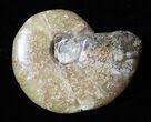 Repaired / Inch Cleoniceras Ammonite #3479-1